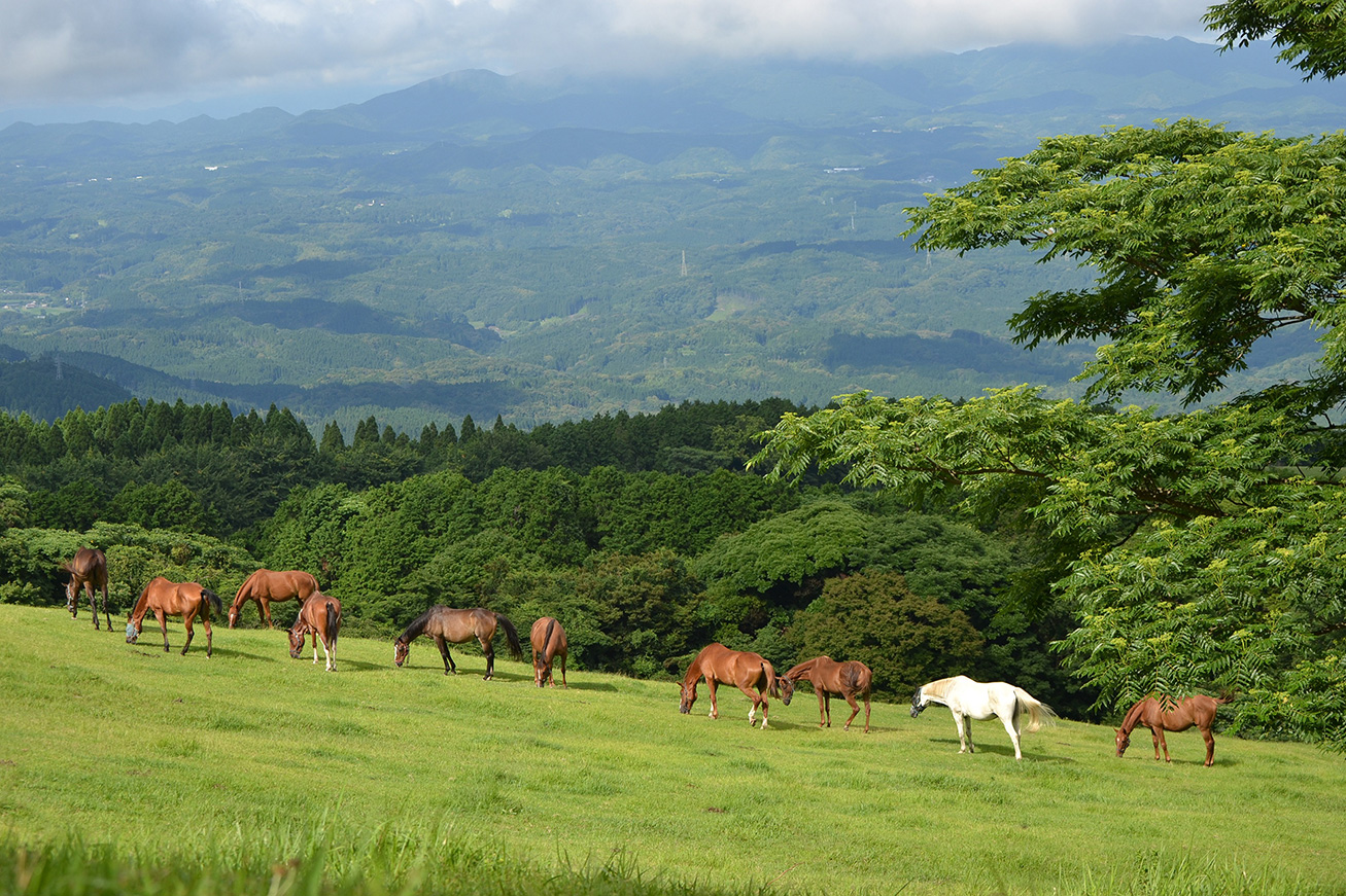 MICE Activities Acommodations Kagoshima Japan HorseTrust