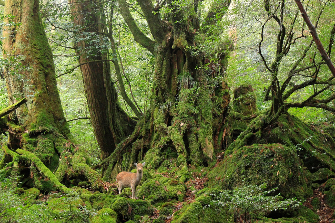 MICE Activities Acommodations Kagoshima Japan Forest Bathing Yakushima