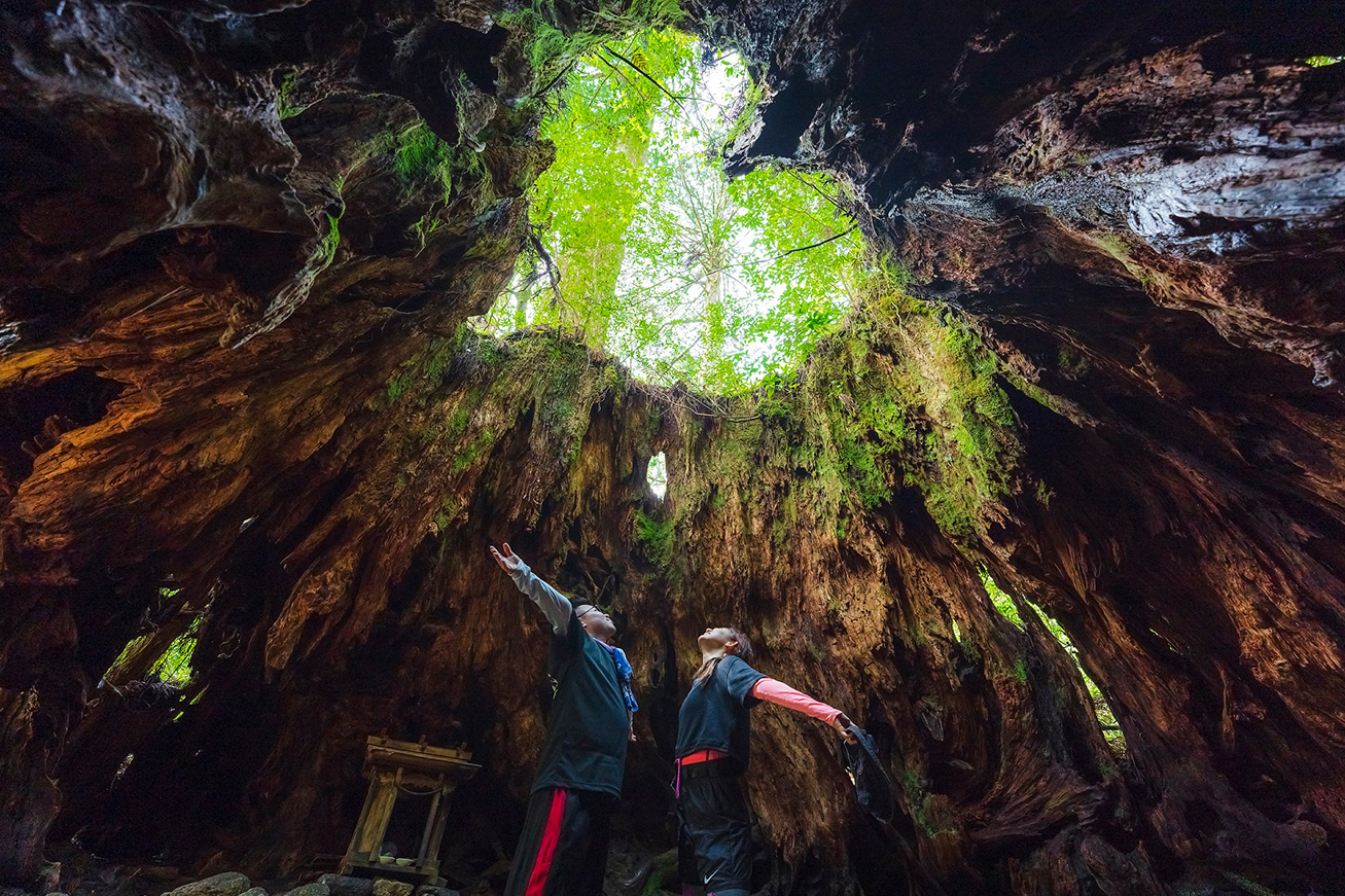 MICE Activities Acommodations Kagoshima Japan Forest Bathing Yakushima